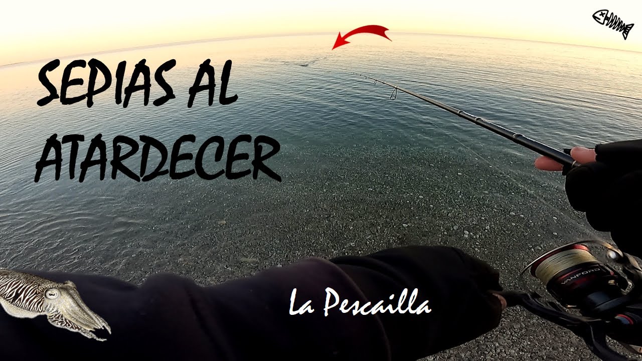 MUCHA ACTIVIDAD Pescando SEPIAS al ATARDECER desde PLAYA | ¿PULPO ENROCADOR? | EGING
