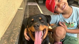 #vlog 36 ||Rottweiler Theo aur bhaiya ke anokhe khel #dog #funny #joke  #games #lol #short #meme