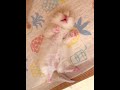 啊啊！胖宝宝胖宝宝胖宝宝！