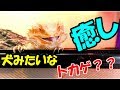 【フトアゴヒゲトカゲ】犬みたいなトカゲと遊ぶ！？癒しの動画