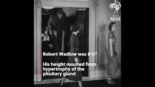 Tallest Human Of All Time #Shorts #Worldrecord #Interestingfacts #Oldisgold  #History