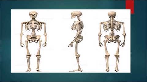 Std VI (Class 6) / Maharashtra Board / Science / Our Skeletal System and the Skin – Part 1