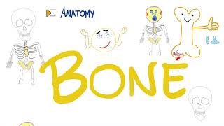 Bones  Structure & Function | Anatomy