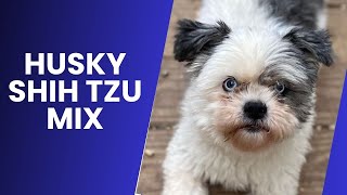 Husky Shih Tzu Mix AKA Huskytzu
