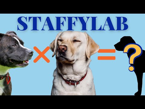 Video: Nejlepší americký stafordšírský teriér - čokoláda Labrador Mix