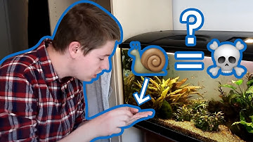 How To Tell If Your Aquarium Snail Is Dead or Just Sleeping?