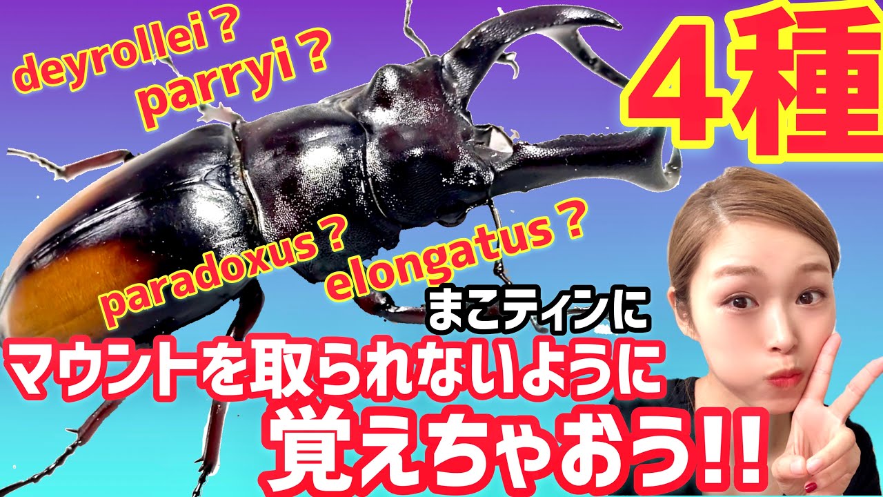Hexarthrius parryi】Let's learn about the 4 subspecies before Mako