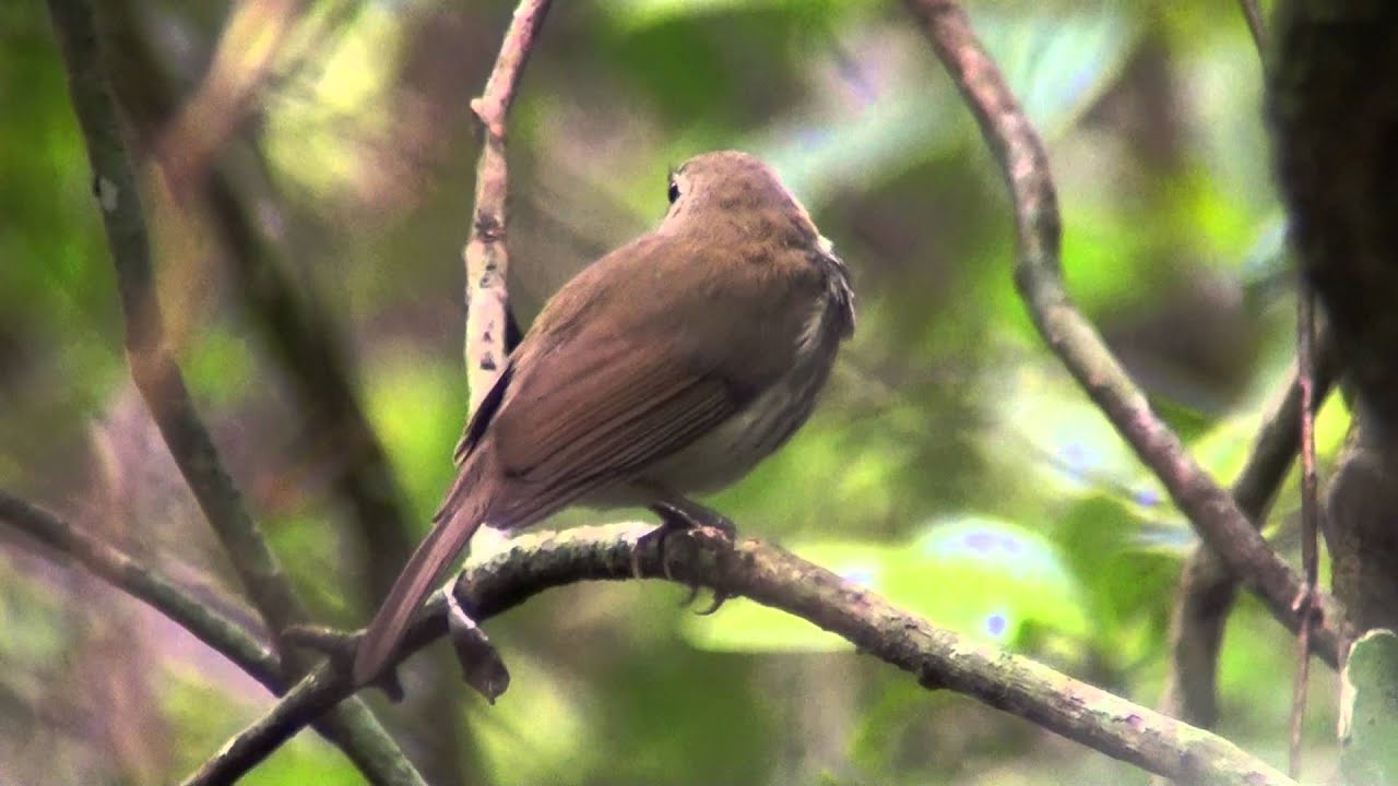 Southern Antpipit singing long version