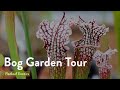 Bog Garden Tour | Sarracenia, Venus Flytraps, and More Carnivorous Plants!
