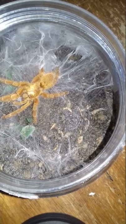 One of the most beautiful tarantula in the world! #shorts