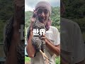 1ヘクタールを散歩している世界一幸せなニワトリ #百鶏園 #ニワトリ #動物 #shorts