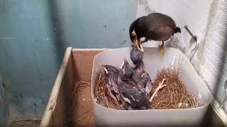 Download Lagu Proses Indukan jalak nias meloloh anaknya MP3