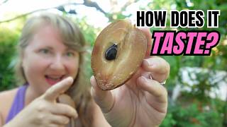 Makok Sapodilla: A Rare Fruit Taste Test