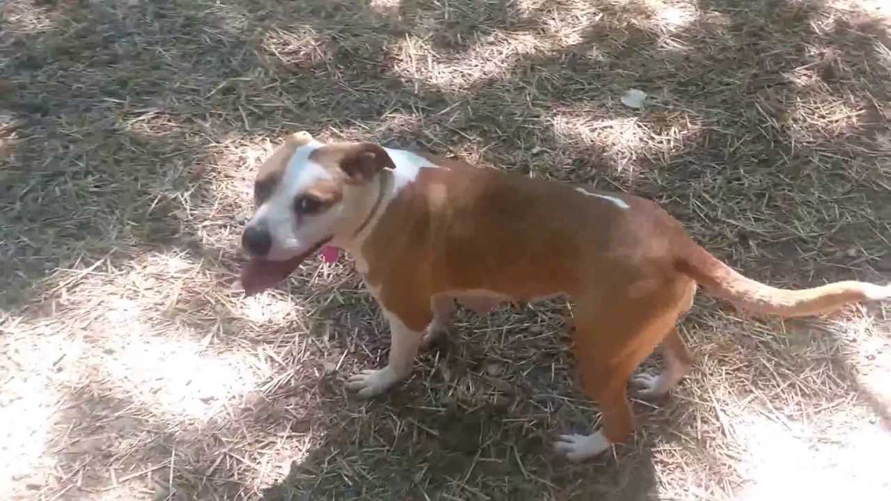 video phone beyonce mp3 Cindy Lou - ADOPTED!