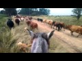 Ovelheiros Trabalhando