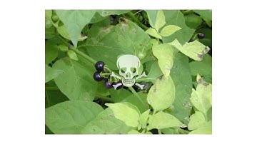 PLANTS Transport of defense compounds from source to sink - learnt lessons from glucosinolates