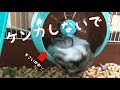 ハムスター喧嘩して仲直り動画