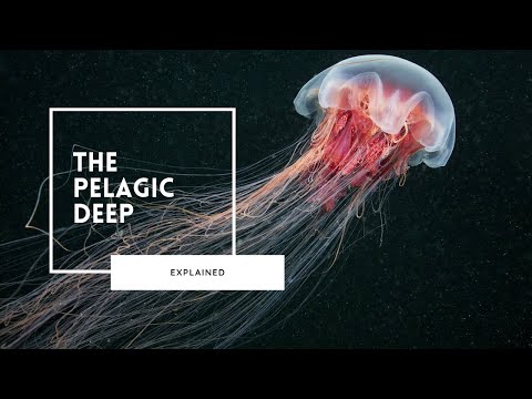 Deep Sea Wonders of the Pelagic Zone