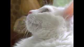 Adopted! Clementine   Beautiful White Calico Cat Needs a Loving Home!