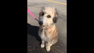 Dog Training Testimonial - Dog Training Peachtree City Ga by TrueLifeK9 34 views 4 years ago 25 seconds