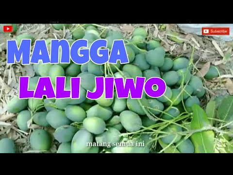 Video: Mangga Ubi Kayu