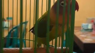 virall.....Lovebird ngekek 9 menit lebih tanpa putus ...