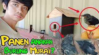 Download Lagu melihat anakan burung cucak keling di pabrik vulkanisir ban mobil MP3