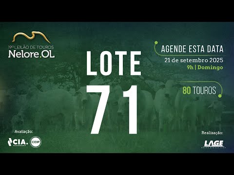 LOTE 71 AVCAA6584 - 19º Leilão de Touros Nelore OL
