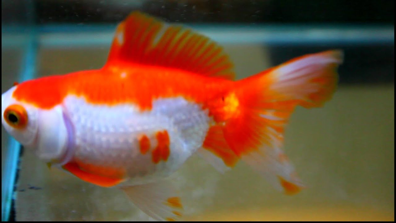 開箱影片分享 公分土佐金魚 Youtube