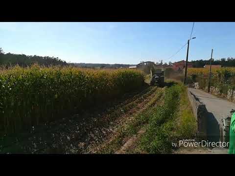 Silagem de milho 2017 Mosteiró- Vila do Conde