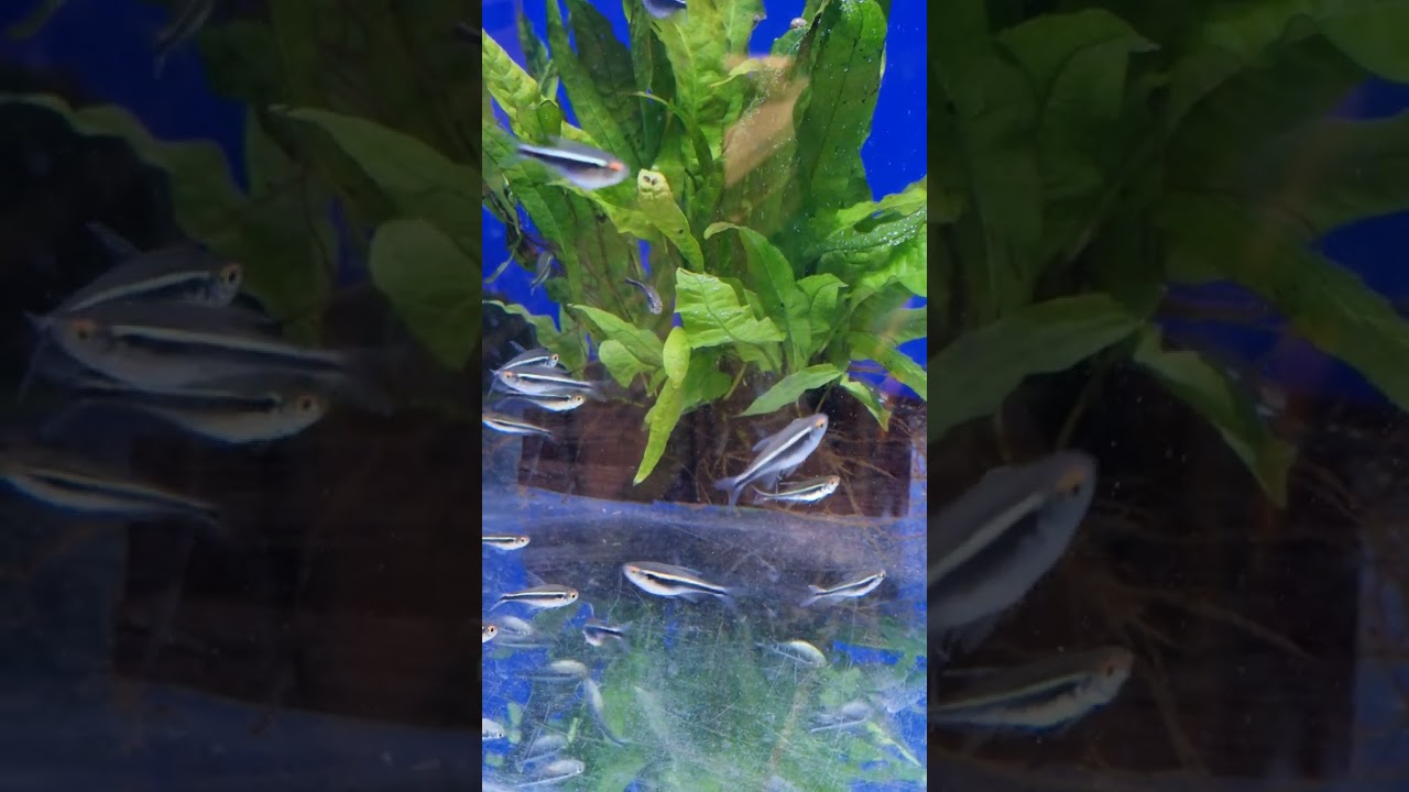Beautiful black neon tetras shoaling schooling tropical aquarium fish tank 20230520