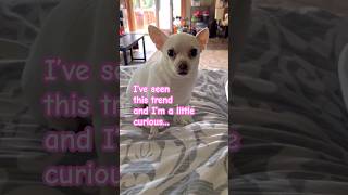 ?Have you seen this trend dog trending funnyvideo funny dogshorts funnydogs trendingshorts