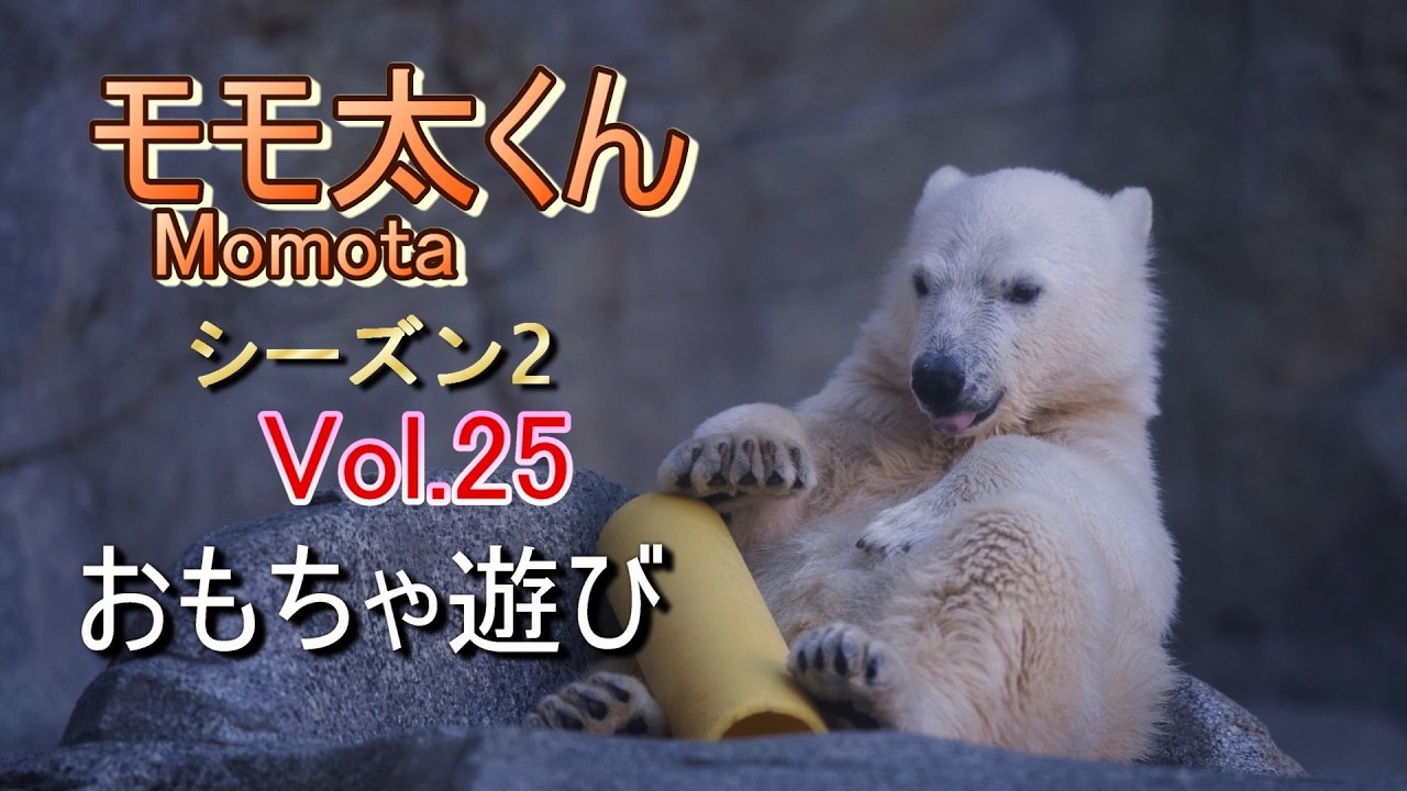 Momota 25 (Season 2) ~Oga Aquarium GAO~【A polar bear cub, Momota