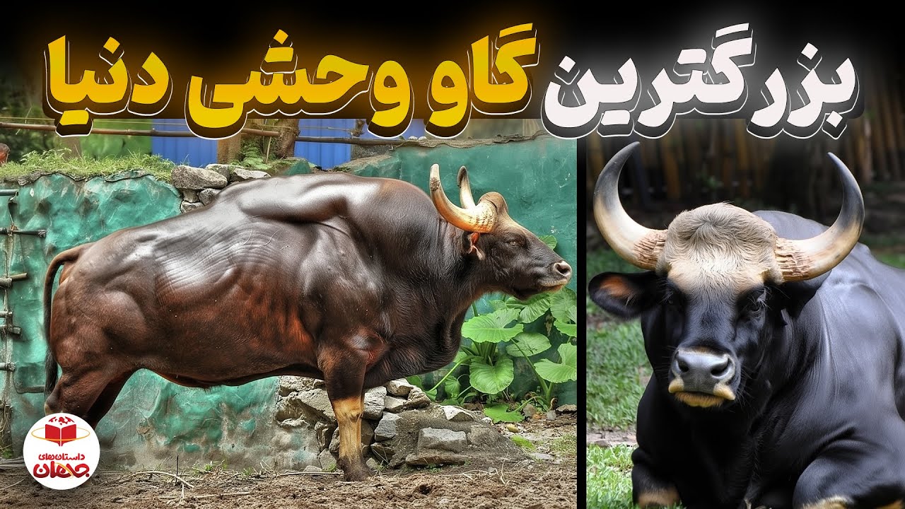راز بزرگ‌ ترین گاو جهان؛ سفر به دنیای گاوهایی که نباید وجود داشته باشن