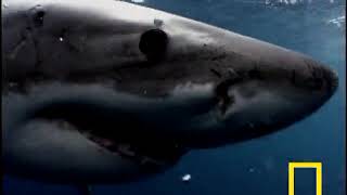 Great White Shark