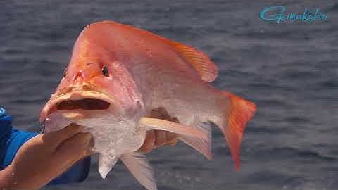 Gamakatsu How to Choose the Right Hooks