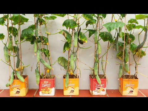 Video: Cucumbers: Easy And Simple. Growing Method