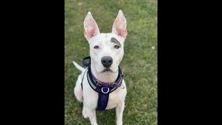 Roxy loves mushing along Shelter Court!