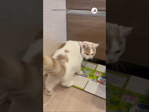 あれ消えた…⁈｜PECO  #ブリティッシュショートヘア #britishshorthair #シンガプーラ #singapura #singapuracat  #子猫 #kitten