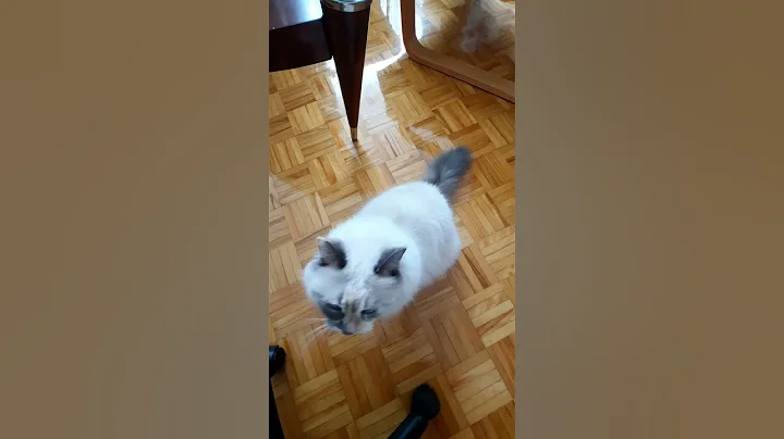 Video 175191: birman mix rescue cat, blue mix cat, cat rescue cute, blue eyed birman mix