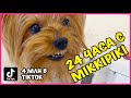 Как живет Злой Пес - MIKKIPIKI из TikTok