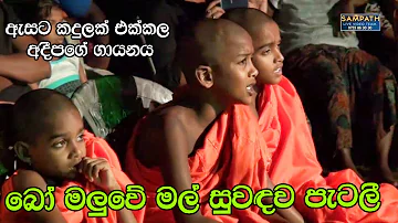 Bo Maluwe Mal | Adeepa with Sahara Flash | Best Sinhala Songs | SAMPATH LIVE VIDEOS