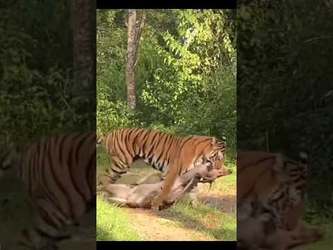 What Happens If a Tiger Licks You? 🤯