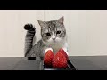 初めて高級イチゴを食べた猫の反応がこちら！