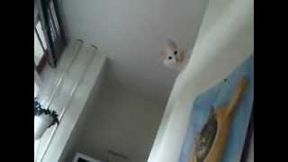 Nila, Turkish angora