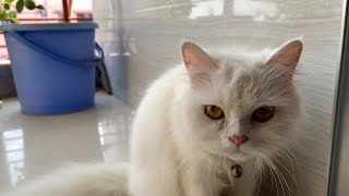 White Persian Want Some Love | Cute Persian Video by Persian Cat 39 views 6 months ago 2 minutes, 32 seconds