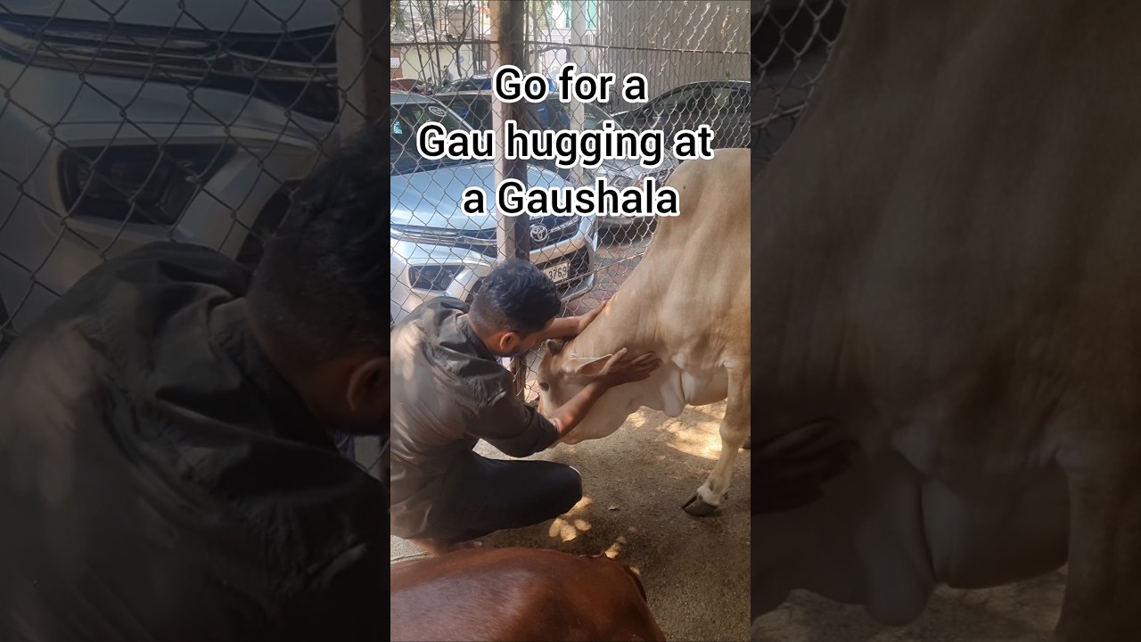 Cow Hugging is a Global Wellness Trend 