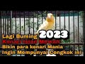 Masteran kenari yang lagi Buming 2022 karena isiannya yg mewah