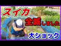 【悲報】ショック…大玉スイカが全滅しました涙　夏武輝／スイカ栽培／家庭菜園