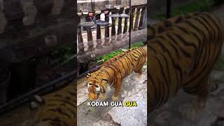 Download Lagu Skrg jemur pleci dijagain kodam macan⁉️ #totalbukpar #lucu #plecimania #hobiburung #kicaumania MP3